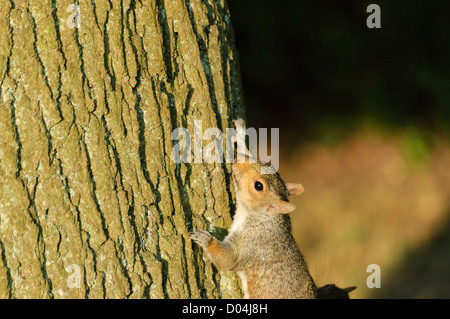 Graue Eichhörnchen Sciurus Carolinensis jagen einander um einen Baumstamm von Taff Trail in Cardiff. Stockfoto