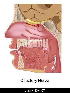 Riechnerv Stockfoto