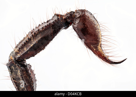 Stachel des schwarzen Skorpion Arten Palamnaeus Fulvipes aus Malaysia isoliert auf weißem Hintergrund Stockfoto