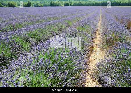 echter Lavendel-Feld in der Region Provence-Alpes-Cote d ' Azur in Frankreich Stockfoto