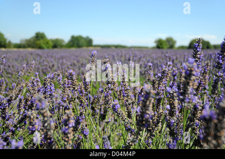 echter Lavendel-Feld in der Region Provence-Alpes-Cote d ' Azur in Frankreich Stockfoto