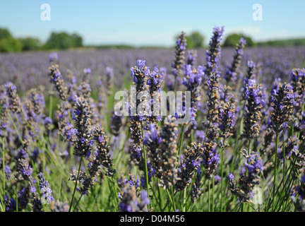 echter Lavendel-Feld in der Region Provence-Alpes-Cote d ' Azur in Frankreich Stockfoto