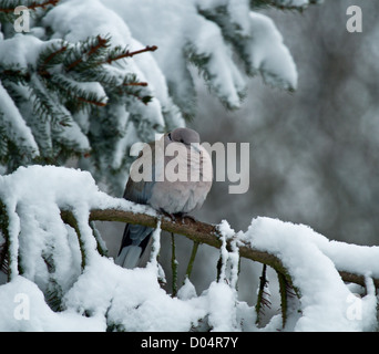 Collared Dove ruht auf Fichte Ast im Schnee Stockfoto