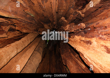 Ein Blick hinauf in die Welten größte Western Red Cedar (Thuja Plicata) Baum in Jefferson County, Washington, USA im Juli Stockfoto