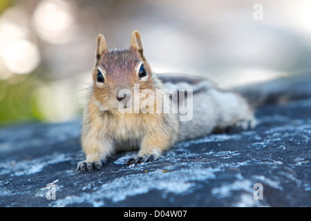 Golden-Jaguaren Grundeichhörnchen ruht auf einem Felsen in South Lake Tahoe, Kalifornien. Stockfoto