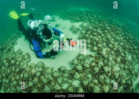 Taucher und Spider Krabben. Stockfoto