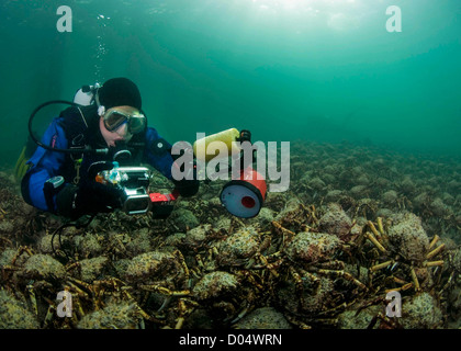 Taucher und Spider Krabben. Stockfoto