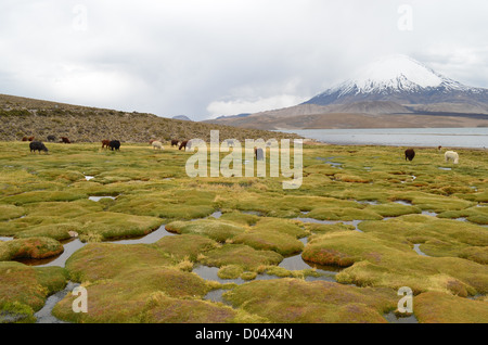 Lamas Weiden mit Blick auf Vulkan Parinacota im Nationalpark Lauca, Nordchile. Stockfoto