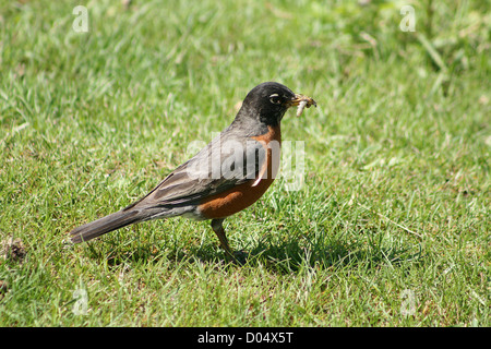 Ein Erwachsener American Robin steht in einem Feld des Grases mit einem Wurm im Schnabel im Frühjahr in Winnipeg, Manitoba, Kanada Stockfoto