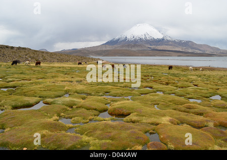 Lamas Weiden mit Blick auf Vulkan Parinacota im Nationalpark Lauca, Nordchile. Stockfoto