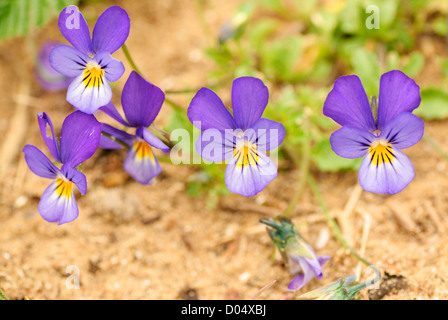 Lila Form von wilden Stiefmütterchen, Viola Tricolor Ssp Curtisii, wachsen auf Sanddünen am Qualitätsorientierung Burrows in Süd-Wales Stockfoto