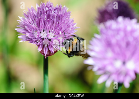 Eine südliche Kuckuck Biene, Bombus Vestalis Fütterung auf Schnittlauch in einem South Yorkshire Garten. Stockfoto