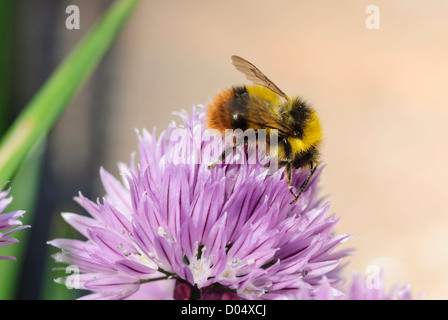 Frühe Bumble Bee, Bombus Pratorum, Fütterung auf Schnittlauch in einem South Yorkshire Garten. Stockfoto