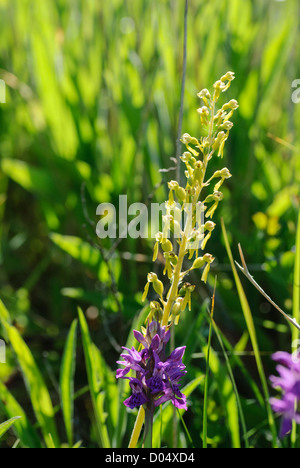 Nördlichen Knabenkraut Dactylorhiza Purpurella mit gemeinsamen Nestwurzen, Neottia Ovata in eine Düne-Flaute bei Qualitätsorientierung Burrows. Stockfoto