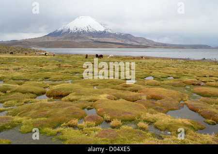 Lamas Weiden mit Blick auf Vulkan Parinacota im Nationalpark Lauca, Nordchile. Stockfoto
