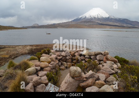 Lamas Weiden mit Blick auf Vulkan Parinacota im Nationalpark Lauca, Nordchile. Stockfoto