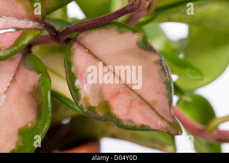 'Tricolor, krimson Queen', Waxplant Porslinsblomma (Hoya carnosa) Stockfoto