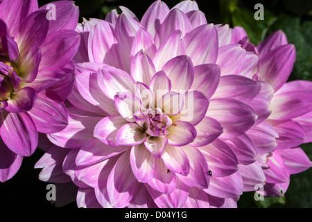 'Twilight' Seerose Dahlia, Näckrosblommiga Gruppen (Dahlia x Hortensis) Stockfoto