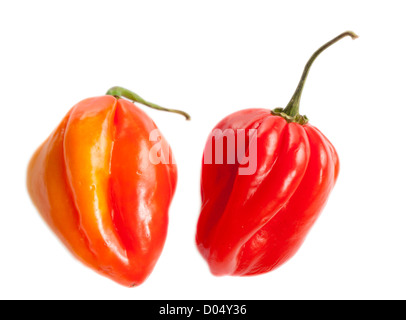 'Habanero' Chili, Havannapeppar (Capsicum chinense) Stockfoto