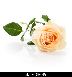 Einzelne lachsfarbenen Rose auf weißem Hintergrund Stockfoto