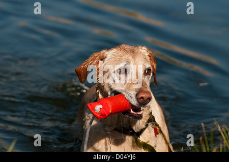Gelber Labrador Retriever Training Stoßstange abrufen Stockfoto