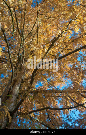 Dawn Redwood: Metasequoia glyptostroboides Stockfoto