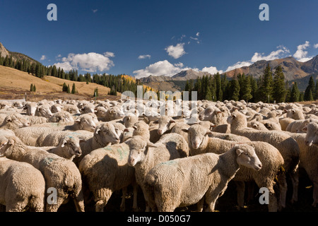 Aufrundung von Schafen im Herbst auf Lizard Kopf passieren, San Juan Mountains, Colorado, USA Stockfoto