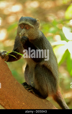 Ein Essen in einem Baum am Lake Manyara, Tansania, Afrika Diademmeerkatze Stockfoto