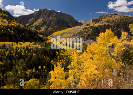 Auf der Suche durch aspen Wälder im Herbst bis zu Lizard Head Peak, San Juan Mountains, Colorado, USA Stockfoto