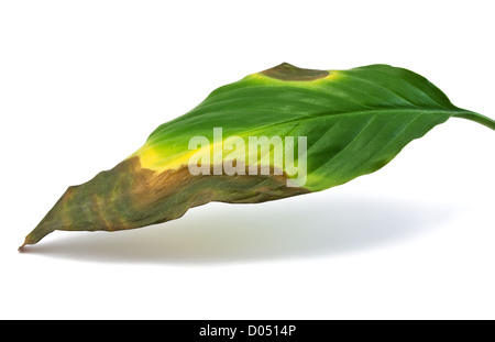 Sterben und Fäulnis Blatt isoliert auf weiss Stockfoto