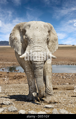 herannahenden Elefanten in Namibia Stockfoto