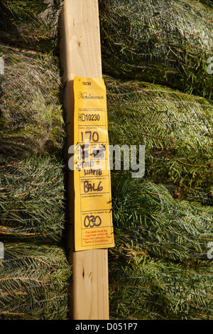 Verrechnete Nordmann Tanne Weihnachtsbäume verpackt und bereit zum Verkauf in Lancashire gestapelt Stockfoto