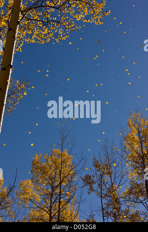 Blätter fallen im Herbst (Herbst), von Aspen Bäume (Populus Tremuloides) in den San Juan Mountains, Colorado, USA Stockfoto