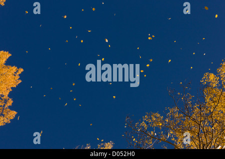 Blätter fallen im Herbst (Herbst), von Aspen Bäume (Populus Tremuloides) in den San Juan Mountains, Colorado, USA Stockfoto