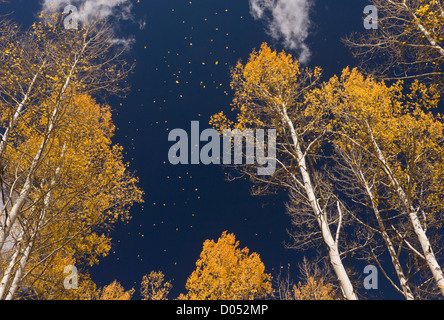 Blätter fallen im Herbst (Herbst), von Aspen Bäume (Populus Tremuloides) in den San Juan Mountains, Colorado, USA Stockfoto