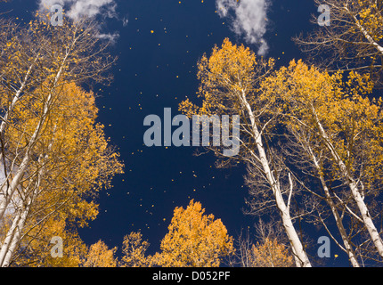 Blätter fallen im Herbst (Herbst), von Aspen Bäume (Populus Tremuloides) in den San Juan Mountains, Colorado, USA Stockfoto