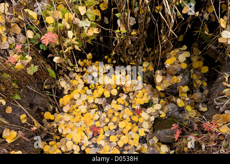 Springhead mit gefallenen Espen- und Geranenblättern, Lizard Head Wilderness, San Juan Mountains, Colorado, USA Stockfoto