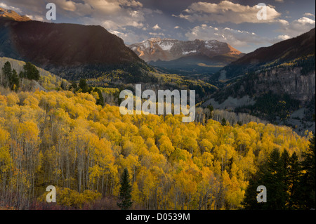 Aspen Wälder im Herbst, Blick auf Sheep Mountain und San Miguel Peak, San Juan Mountains, Colorado, USA Stockfoto