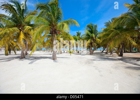 Palmen Stockfoto
