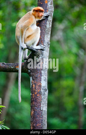 Nasenaffe auf Baum Stockfoto