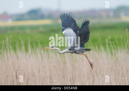 Ein Graureiher ergreift die Flucht aus einem Schilfbeetes, Dungeness RSPB reserve, Kent, UK Stockfoto