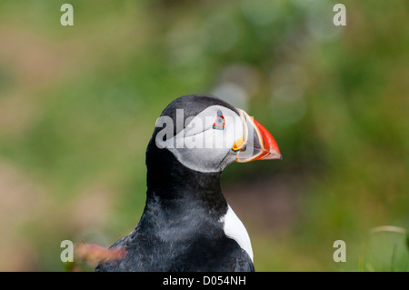 Nahaufnahme des Kopfes der Papageitaucher (Fratercula Arctica), Lunga, Treshnish Inseln, Schottland, UK Stockfoto