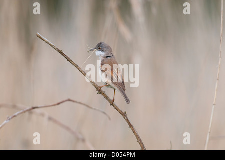 Ein Whitethroat hockt auf Brombeere mit Verschachtelung Material in den Schnabel Stockfoto