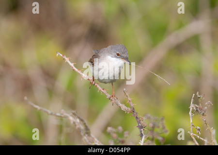 Ein Whitethroat hockt auf Brombeere mit Verschachtelung Material in den Schnabel Stockfoto