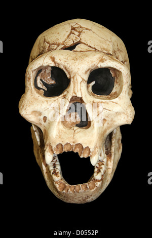 Dmanisi Homo Erectus Schädel Stockfoto