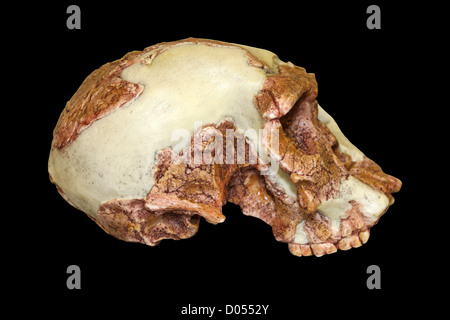 Seite Ansicht des Homo Habilis Schädel Stockfoto