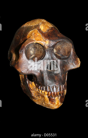 "Lucy" Australopithecus Afarensis Stockfoto