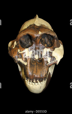 Nussknacker Mensch Australopithecus robustus Schädel Stockfoto