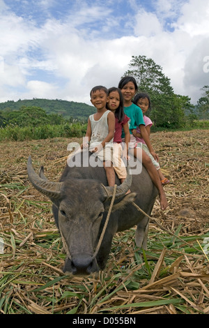 Vier philippinischen Kinder reiten auf dem Rücken der Wasserbüffel, carabao, in einem Zuckerrohr Feld auf der Insel Negros, Philippinen. Stockfoto