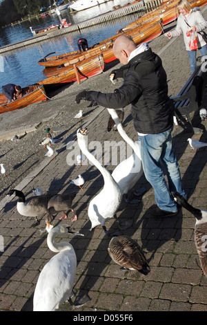 Menschen fressen Schwäne, Gänse und Möwen in Bowness am Ufer des Lake Windermere in Cumbria, England. Stockfoto